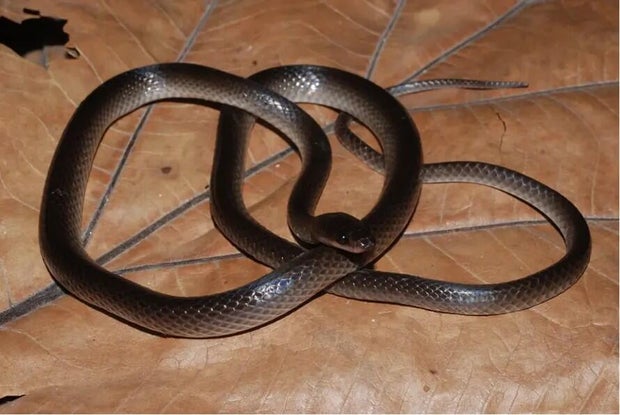 slashs-groundsnake.jpg 