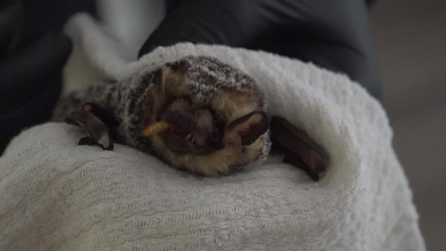 bats-delco.jpg 