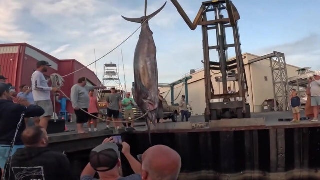 marlin-catch-pkg-11p-bos00tne-hi-res-still.jpg 