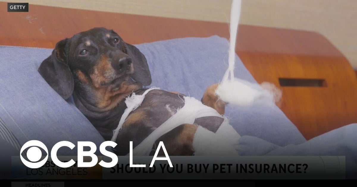 Veterinarian discusses the pros and cons of pet insurance