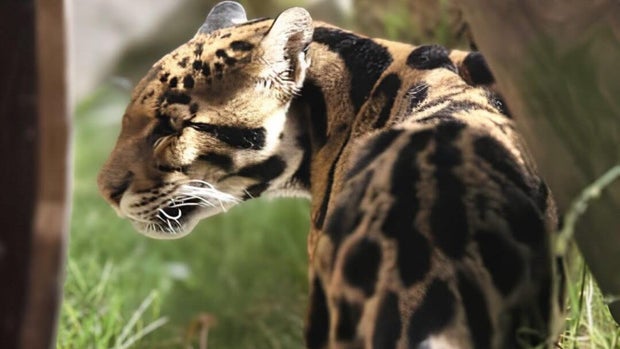 Rajasi, Sacramento Zoo clouded leopard