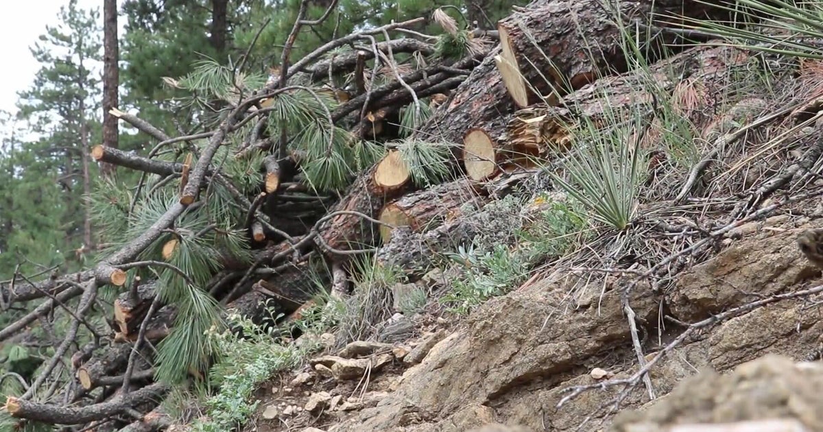 Colorado leaders look into fire mitigation options to protect their communities from wildfires