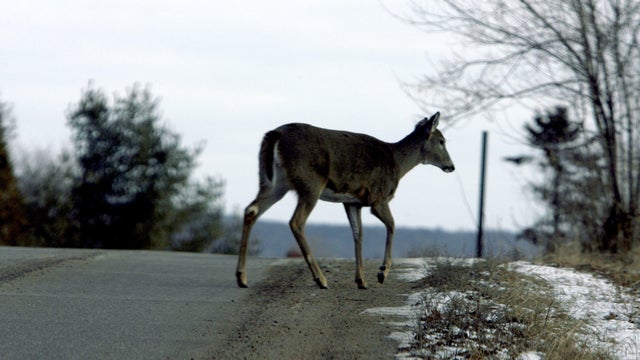 SPORTS-OTD-DEER-HIGHWAY-TB 