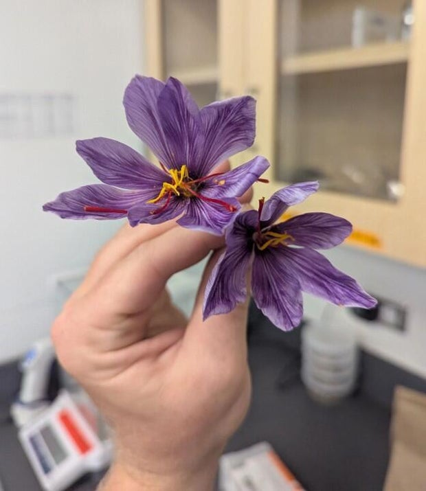 saffron-harvested-by-reece-bailey-1.jpg 