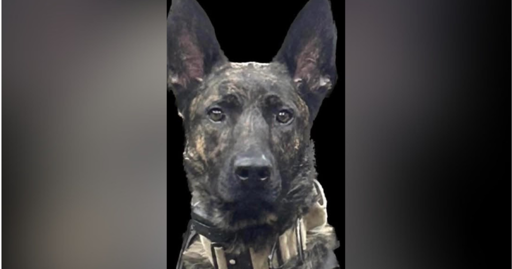 Pitcairn K-9 finds suspect hiding in closet under 8-foot pile of clothes