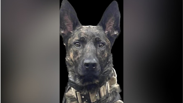 kdka-k9-maxx.png 