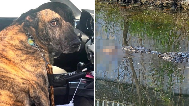 cbsmiami-crocodile-florida-dog-1.jpg 