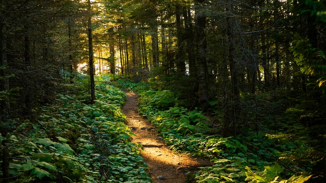 Sunlight Dappled forest hiking trails 