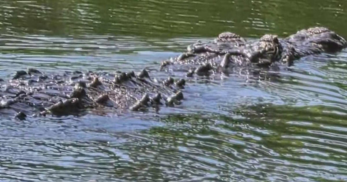 South Miami neighborhood on high alert after a crocodile attacked and killed a family's dog