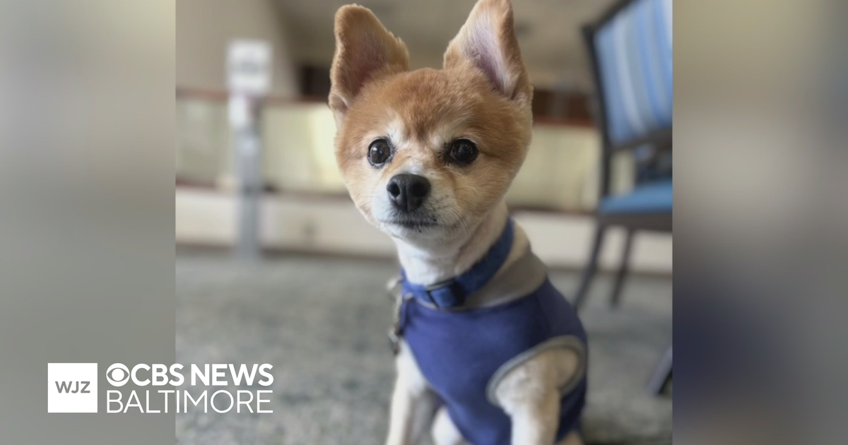 After 9 years at Levindale Hebrew Geriatric Center & Hospital, Bear is retiring