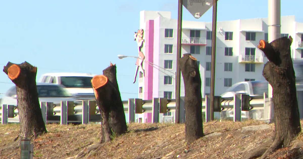 Nearly a dozen protected mahogany trees illegally cut down along I-95: 