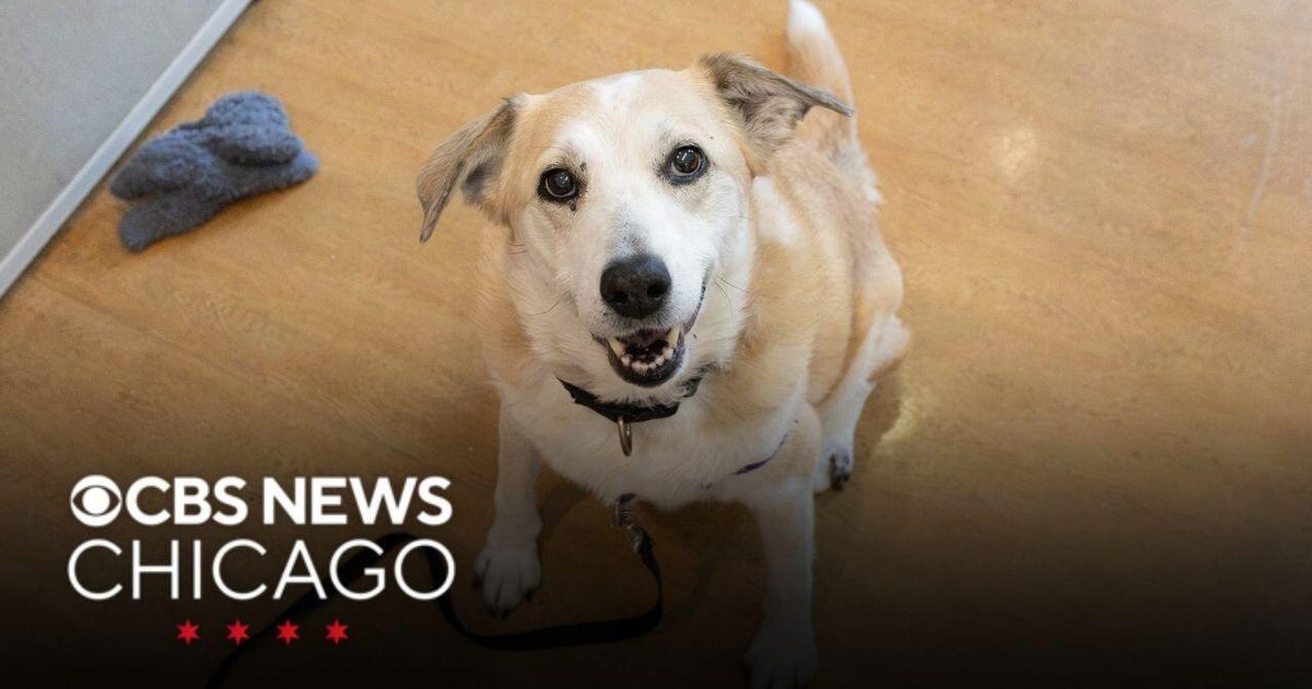 Meet Muffy, PAWS Chicago’s Pet of the Week