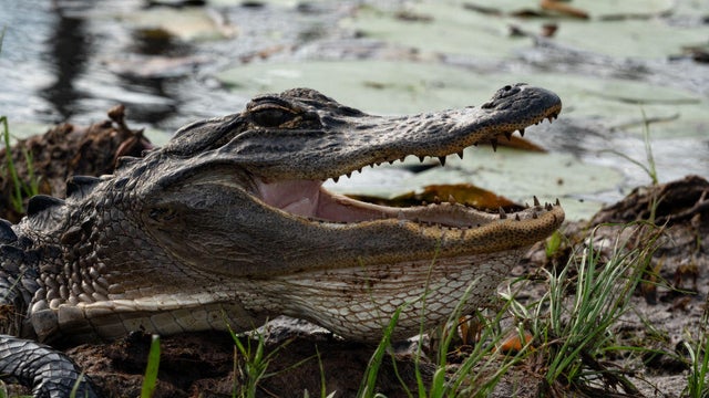 U.S. Fish And Wildlife Service Tells Georgia Mining Company They Can Not Tap Water That Feeds Okefenokee Swamp Wildlife Refuge 