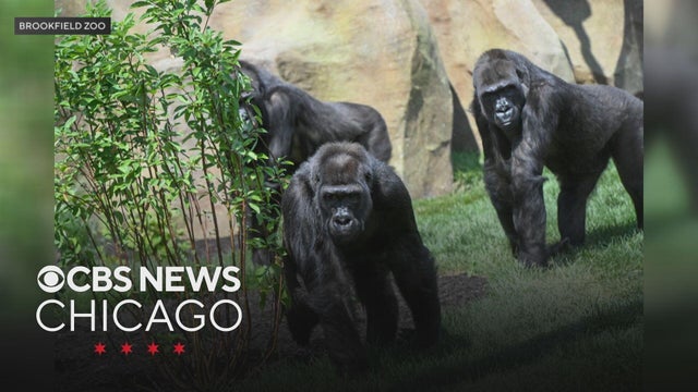 brookfield-zoo-gorillas-1.jpg 