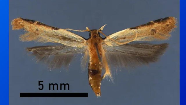 dtw-moth-slider.jpg 