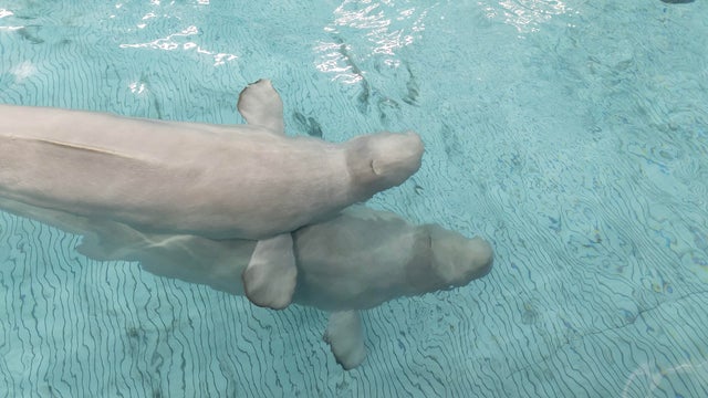 shedd0998-cshedd-aquarium-brenna-hernandez.jpg 