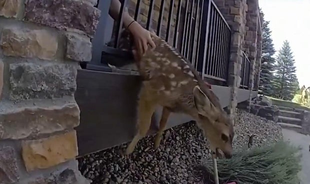 trapped-fawn.jpg