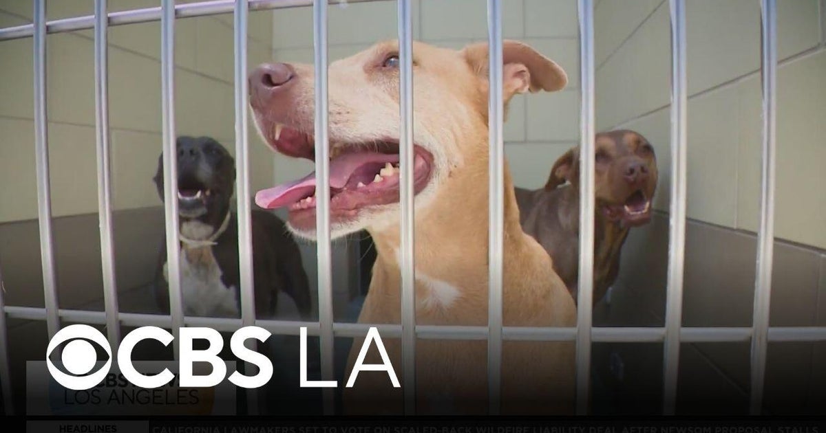 Dog Day Out helps Riverside Animal Shelter overcrowding