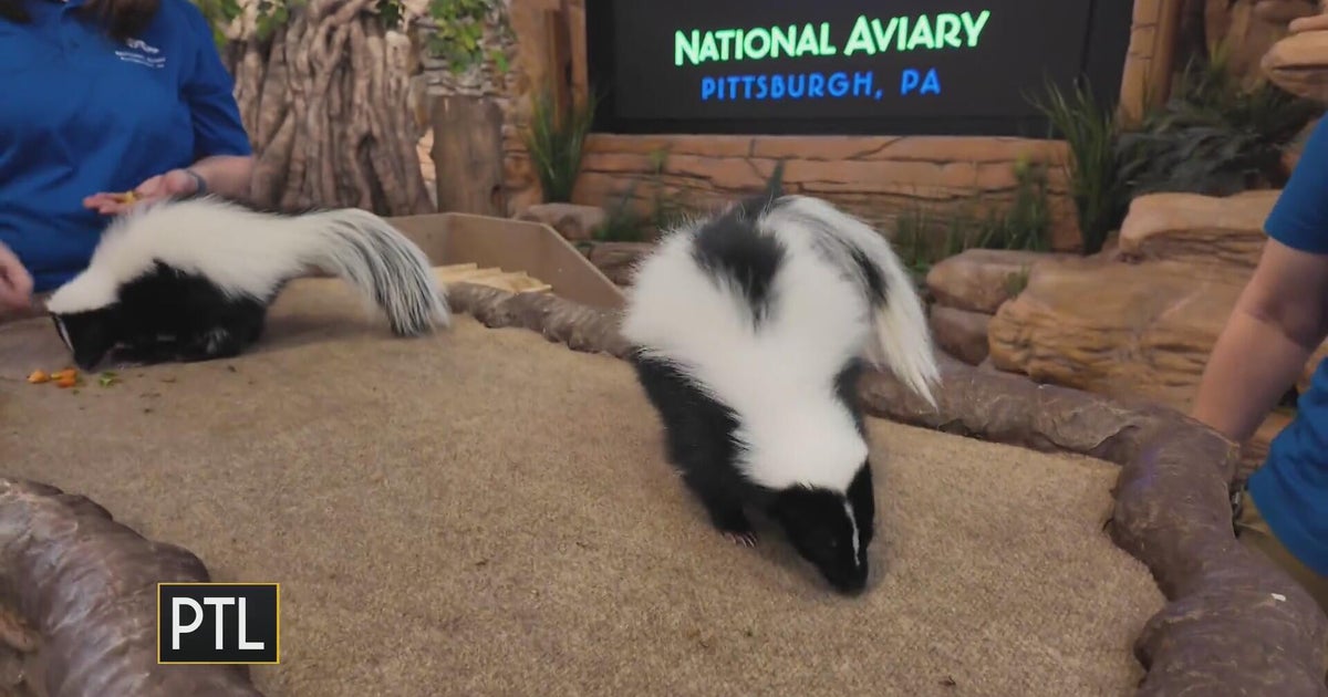 Meet the stinkin' cute skunk sisters at the National Aviary