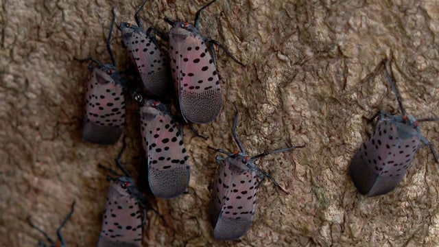 Spotted lanternfly 
