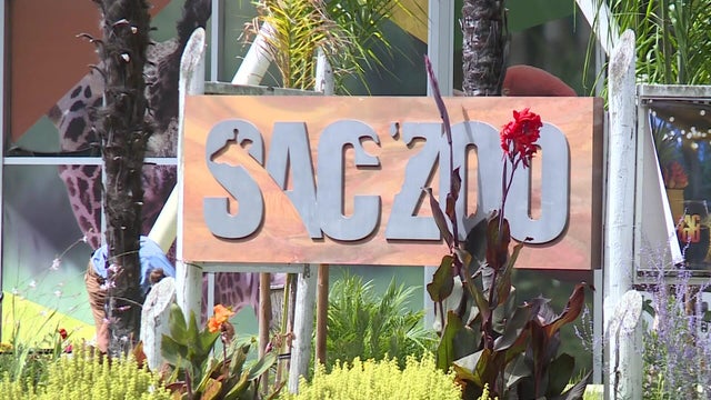 for-web-sac-zoo.jpg 