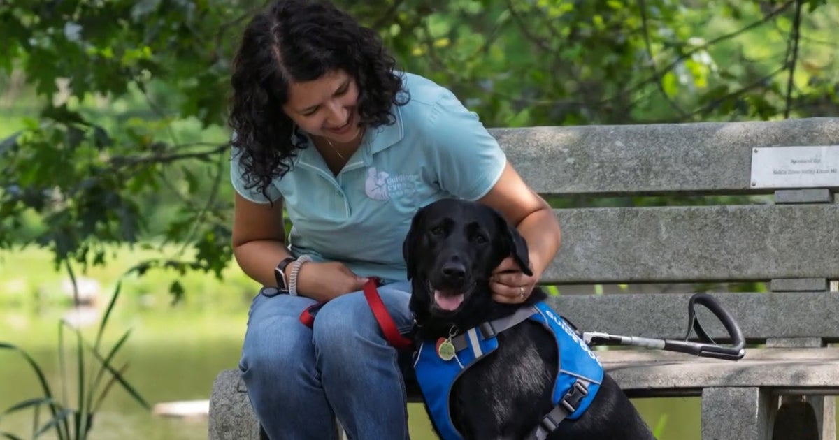 What it takes to become a guide dog puppy raiser