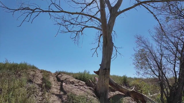 tree-vandalism-wellington-colorado.jpg 