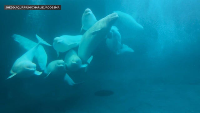 belugas-0903.jpg 
