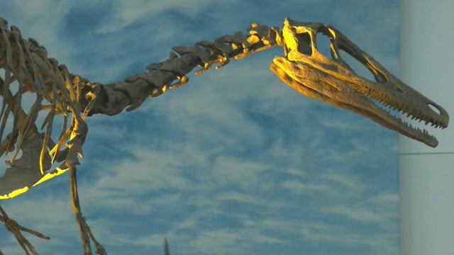fair-dino.jpg 