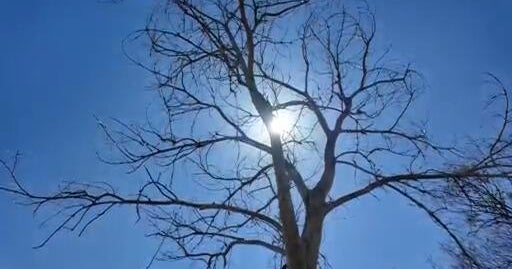 Racist tree vandalism in Northern Colorado leads to community response