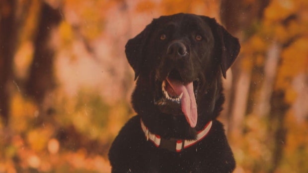 Wheeling pet resort owner charged after dog dies in hot van