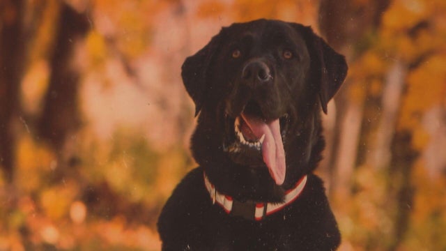 mpe-dog-death.jpg 