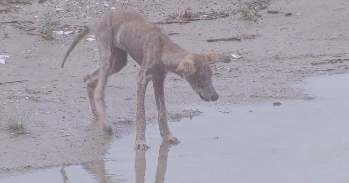 Tensions grow over coyotes' well-being in Wildwood, New Jersey: 