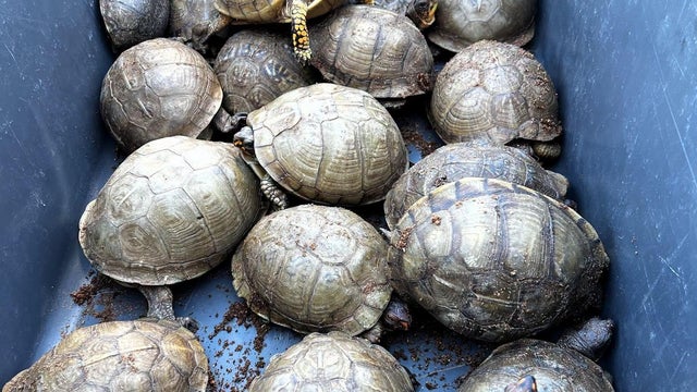 turtles.jpg 