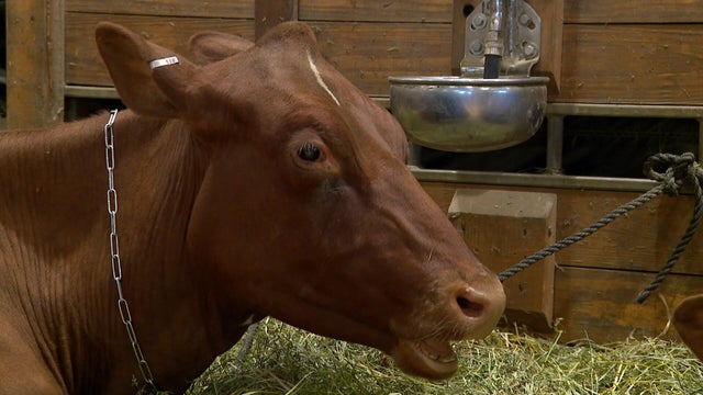 10p-pkg-gq-fair-animal-care-wccob7hh.jpg 