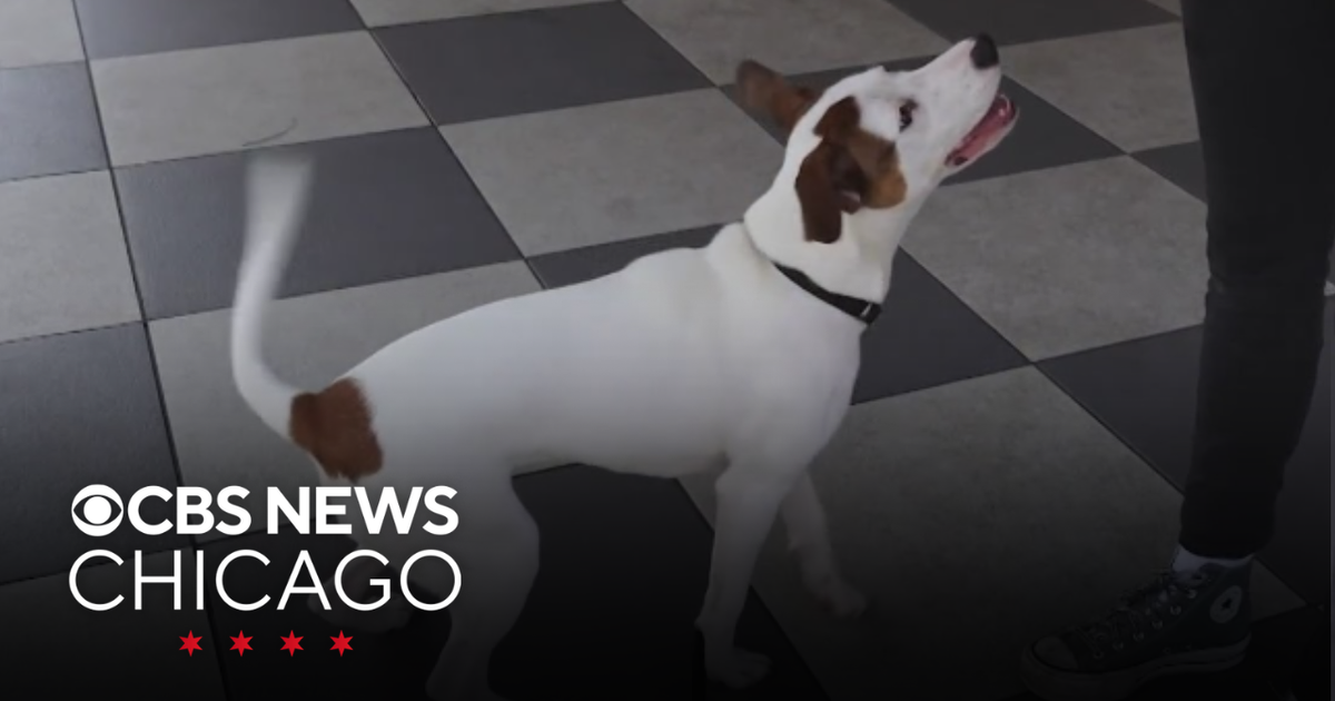 PAWS Chicago Pet of the Week: January
