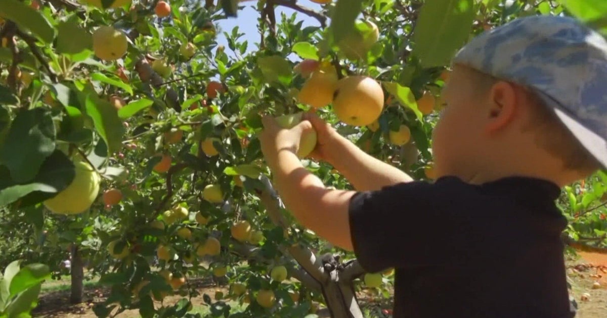 Coming off a late season freeze, Apple Hill farmers find ways to move forward