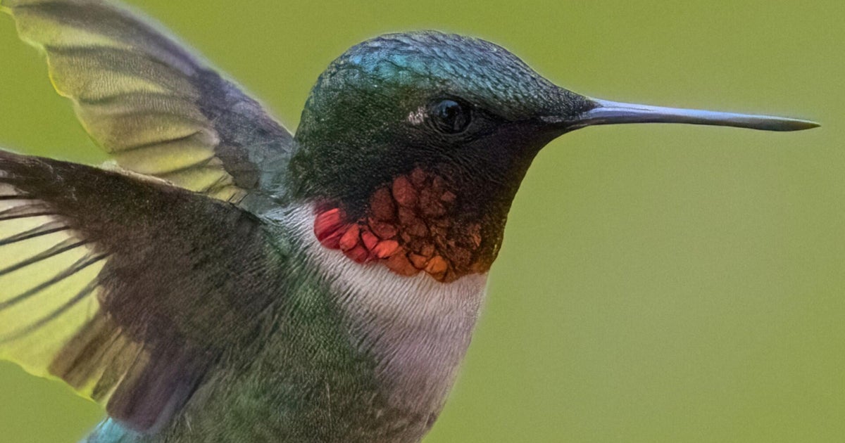 Saying farewell to the hummingbirds as summer comes to a close | Hey Ray