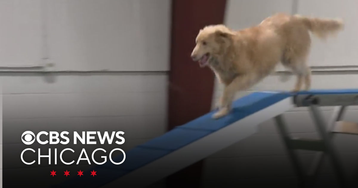 Here's how to bring your own dog to the Great American Dog Show in Wheaton