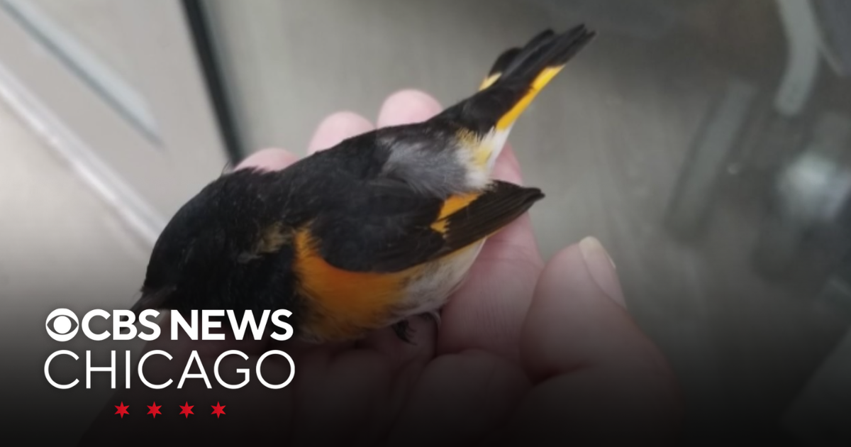Proposed ordinance aims to make Chicago buildings safer for birds