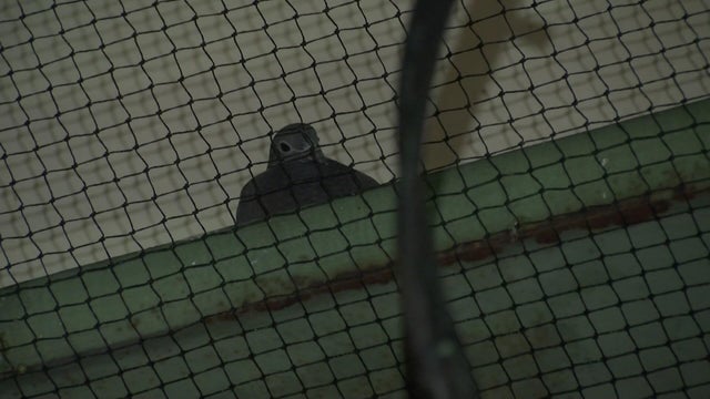 Pigeon behind netting 