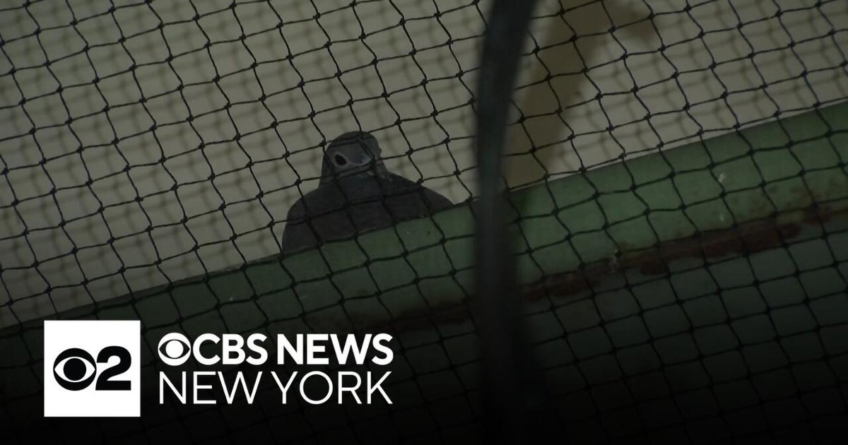 Underpass netting to deter pigeons is putting birds at risk, rescuers say
