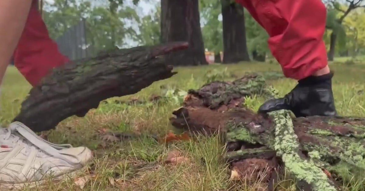 Belle Isle cleanup continues after storms, tornado