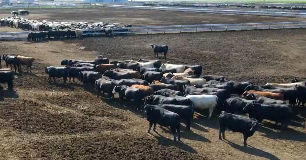 American farmers sell herds over high costs