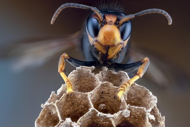 vespa velutina