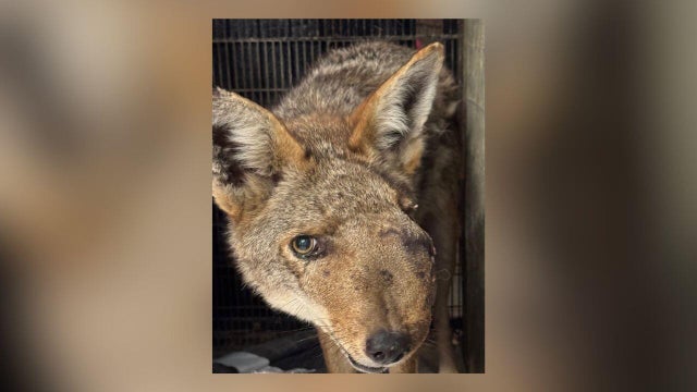 coyote-with-swollen-face.png 
