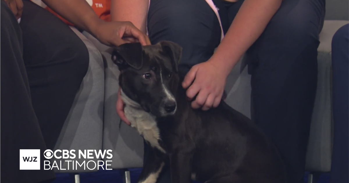 Meet Marceline, an adorable puppy up for adoption with the MD SPCA | Paws N' Claws