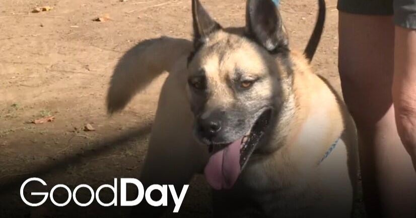 These dogs have been in the shelter too long and need a home! | Final Plea