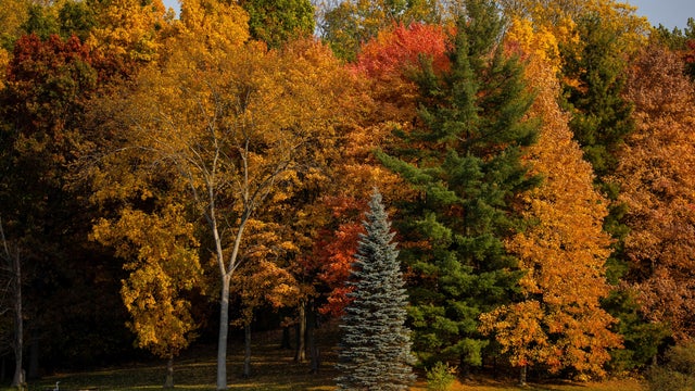 U.S.-EASTERN MICHIGAN-FALL-FOLIAGE 
