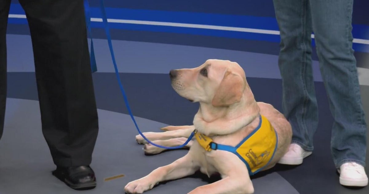 Canine Companions highlights service dog training during awareness month
